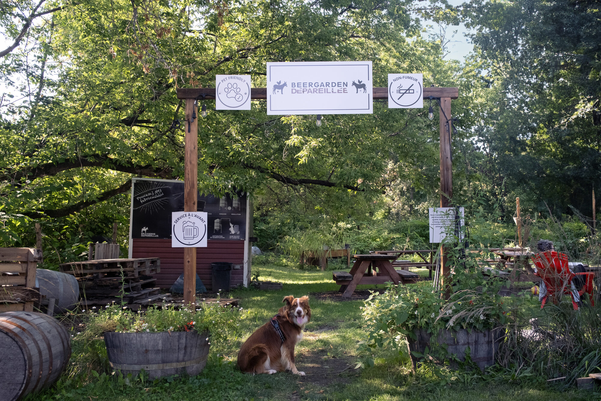 Wilson le border collie dans le beergarden de la Brasserie Dépareillée