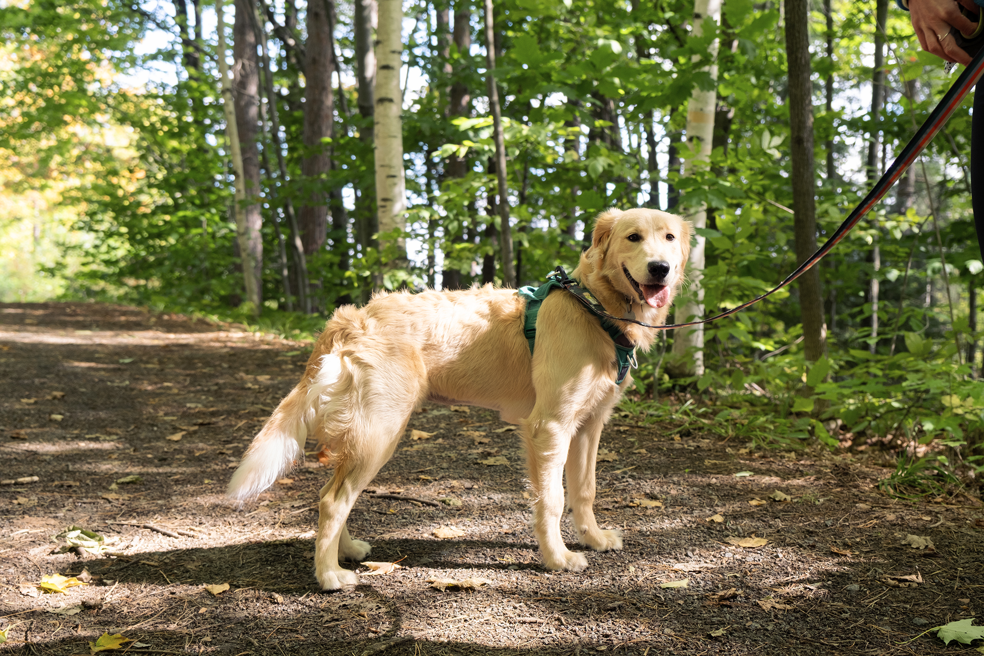 Kira le golden au Parc de l'Île Melville à Shawinigan